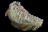 Fossil Woolly Mammoth Lower M Molar - North Sea Deposits #123644-1